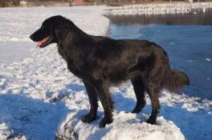 Carmen vom Tuffsteingrund ( Østrig ) og Birkebo Albelill Butler venter hvalpe midt i marts.
