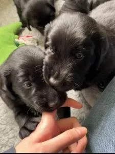 Cathy og Clannabana Black Jigger er blevet forældre.